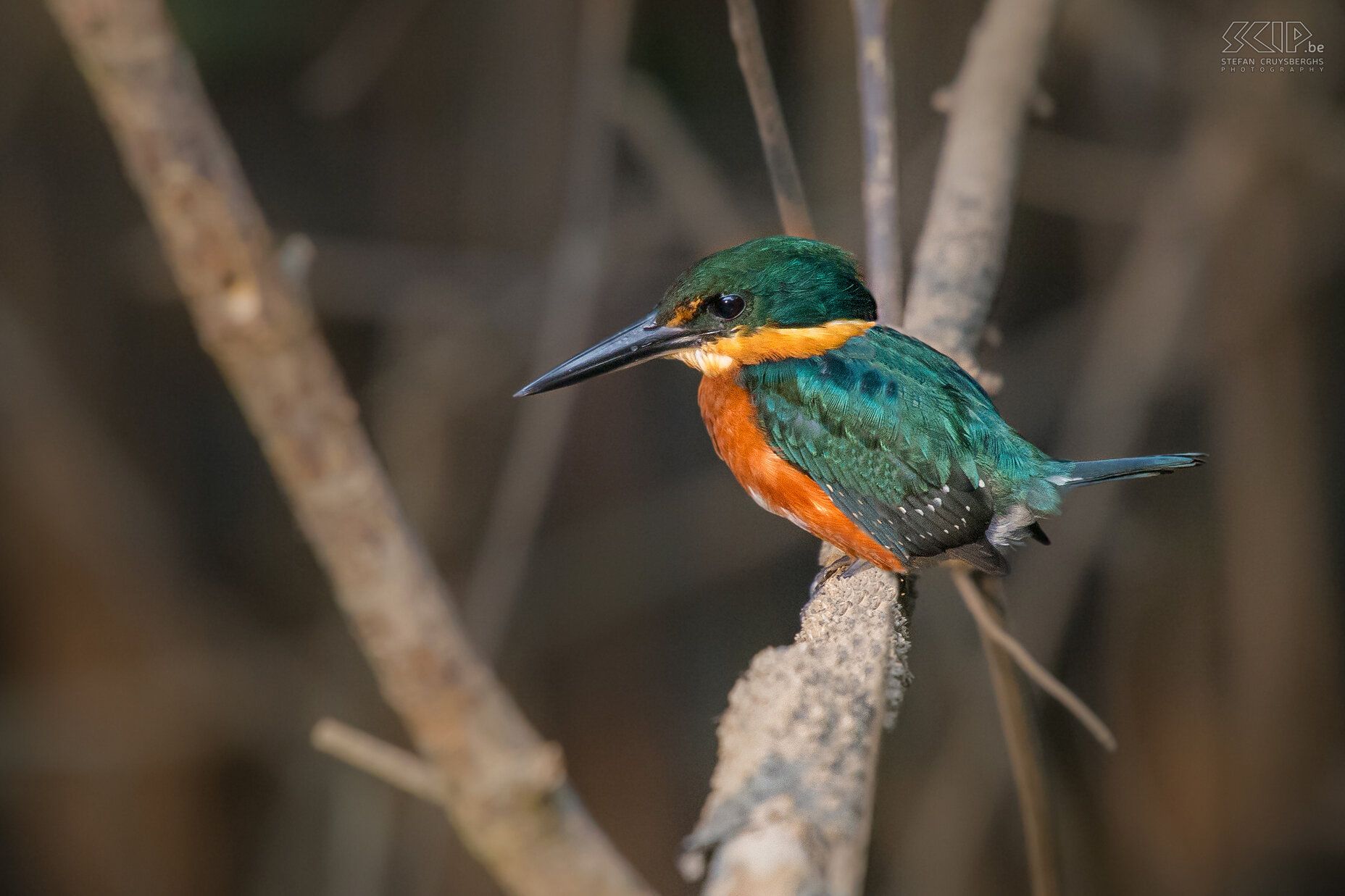 Tarcoles rivier - Groene dwergijsvogel De groene dwergijsvogel (American pygmy kingfisher, chloroceryle aenea) is een standvogel in de mangroves van Tarcoles. Het is een van de kleinste ijsvogels ter wereld. Het wordt maar 13 cm lang en weegt 18g. Stefan Cruysberghs